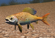 Arctic Grayling