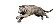 Sky Tiger
