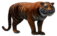 FC4 Animal (2).png (187 KB) Bengal Tiger