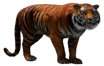 El Tigre, Far Cry Wiki