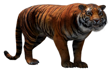 Golden tiger - Wikipedia