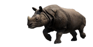 Asian Rhino