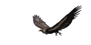 White Rumped Vulture