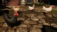 FC6 Chickens.jpg (384 KB) Chickens