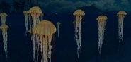Jellyfish