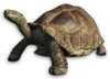FC3 cutout galapagostortoise
