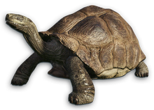 FC3 cutout galapagostortoise