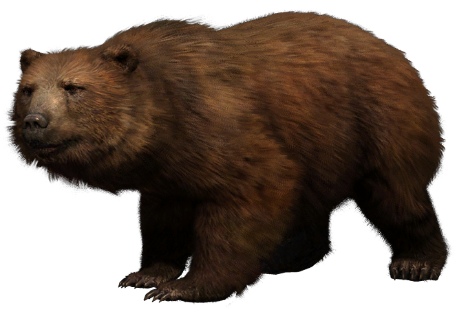 Bear Far Cry Wiki Fandom