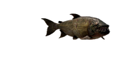 Demon Fish