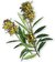 FC3 cutout palani.png