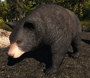 Black Bear