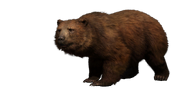 Himalayan Brown Bear