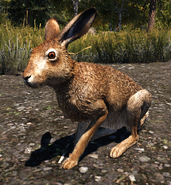 Hare