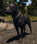 Far Cry 5 Attack Dog