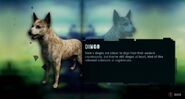 Dingoes in the Wildlife guide of Far Cry 3