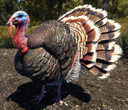 Far Cry 5 Turkey