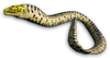 FC3 cutout morayael.png