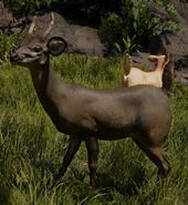 FC6 Deer