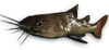 FC3 cutout riverfish