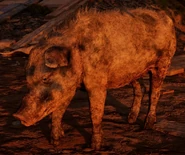 Pig