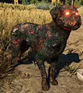 Attack Dog