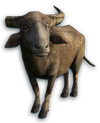 FC3 cutout onehorn