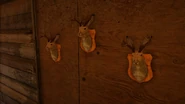 Sacred (wolpertinger).jpg (382 KB) Wolpertinger trophies in the western cabin