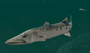 Barracuda