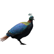 Himalayan Monal