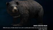 White Chested Bear in the wildlife guide of Far Cry 4