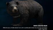 WhiteBear folio