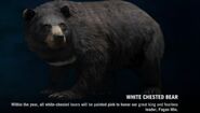 WhiteBear page