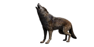 Tibetan Wolf