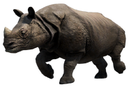 Asian Rhino