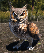 Owl