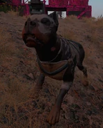 Lv2dog.jpg (418 KB) Level II Dog.