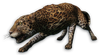 FC3 cutout leopard