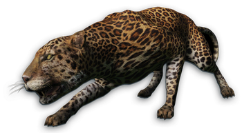 Leopard