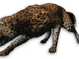 Felidae