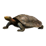 Red Crowned Turtle