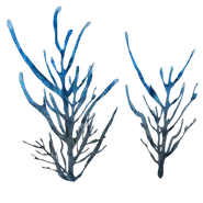 Red algae (дословно: «красные водоросли»)