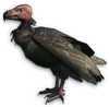 FC3 cutout redvulture.png