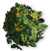 FC3 cutout yellowsage.png