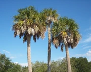 Three palm trees against a blue sky, with thin, wispy clouds around the edges. The trees have several bushes of thin palm fronds at the top; the leaves are a mix of green and yellow, and form a circular shape. The tree trunks are curved slightly.