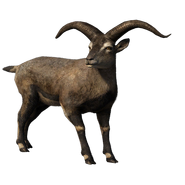 Bharal