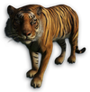 FC3 cutout tiger