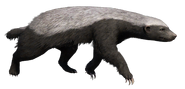 FC4 Animal (16).png (62 KB) Honey Badger