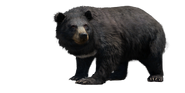 White Chested Bear