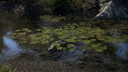 Crocodile in Far Cry 4
