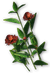 FC3 cutout torchginger.png